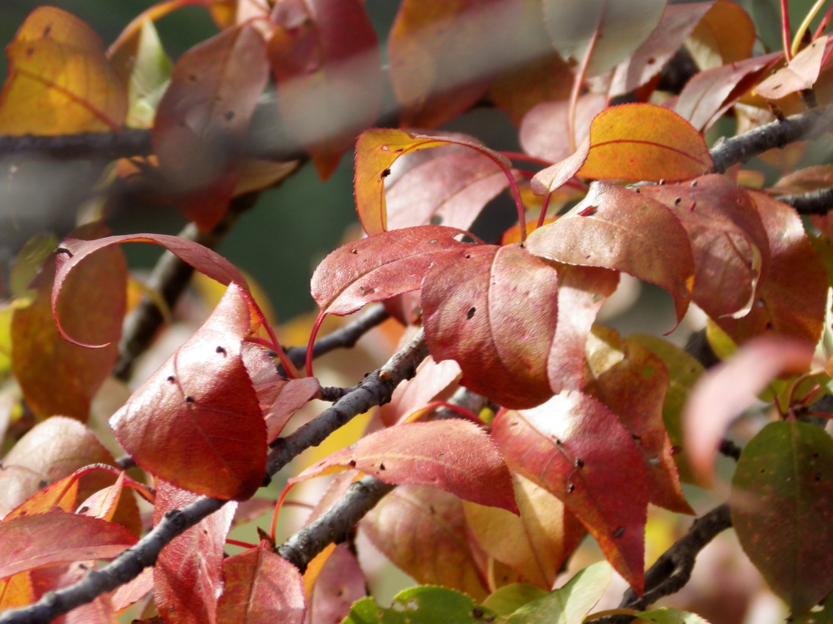 Autumn leaves